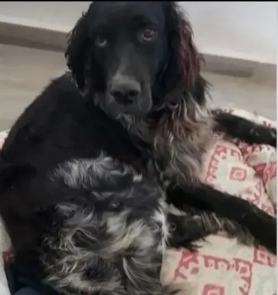 cane lost   37121-37142 Vérone Falco