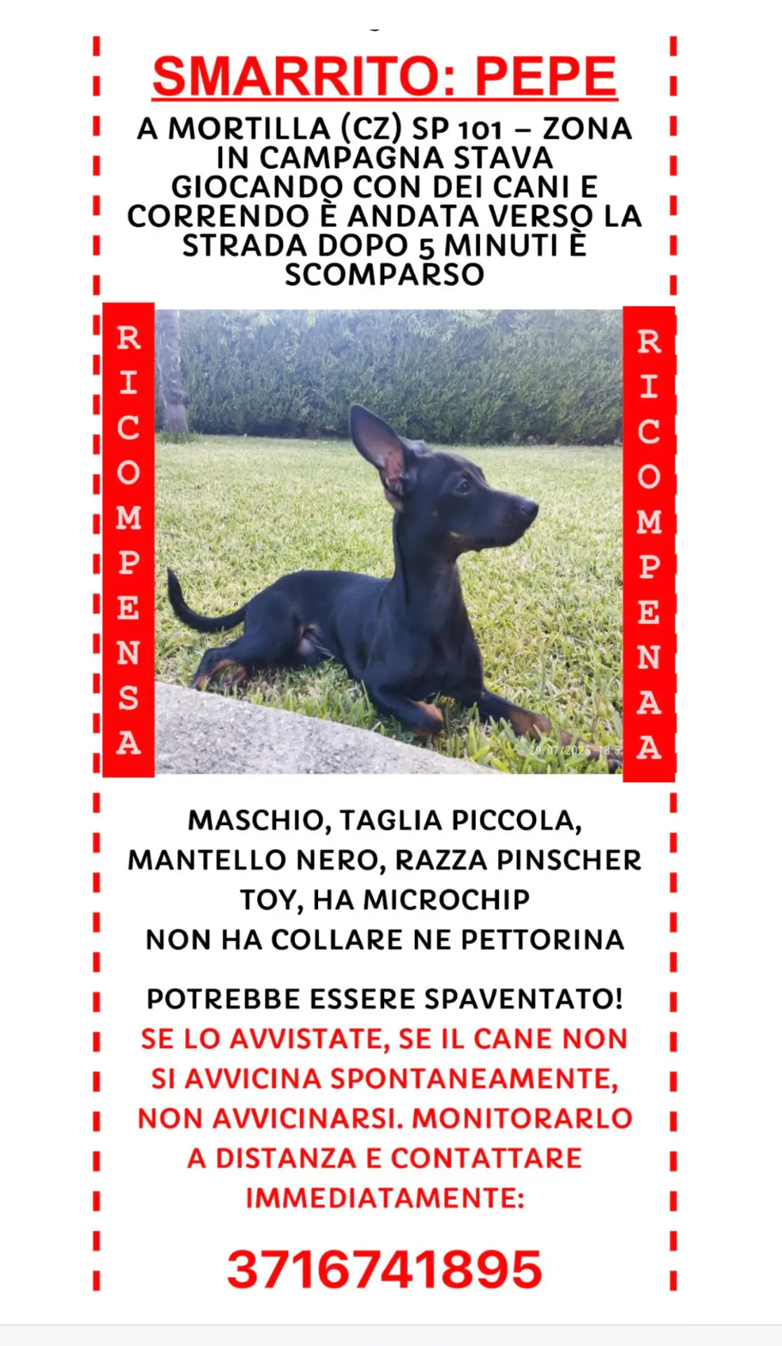 cane lost   89900 Vibo Valentia Pepe