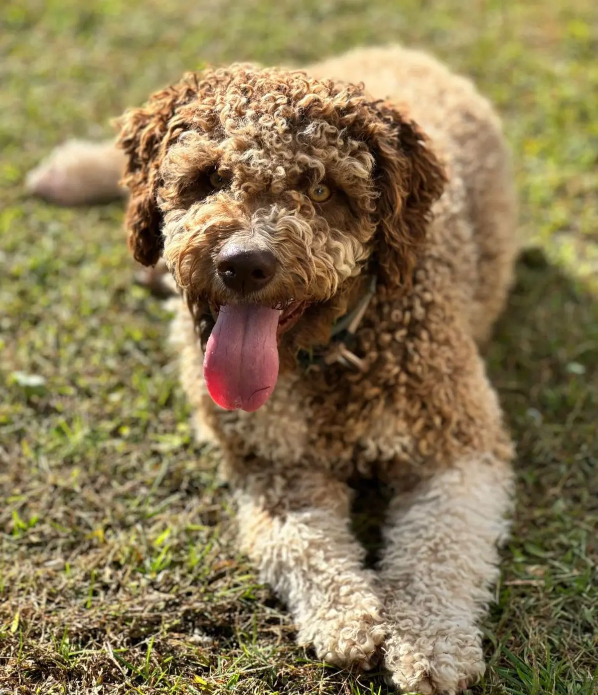cane reunited  Place Innocenzo Manzetti 11100 Aoste Aris
