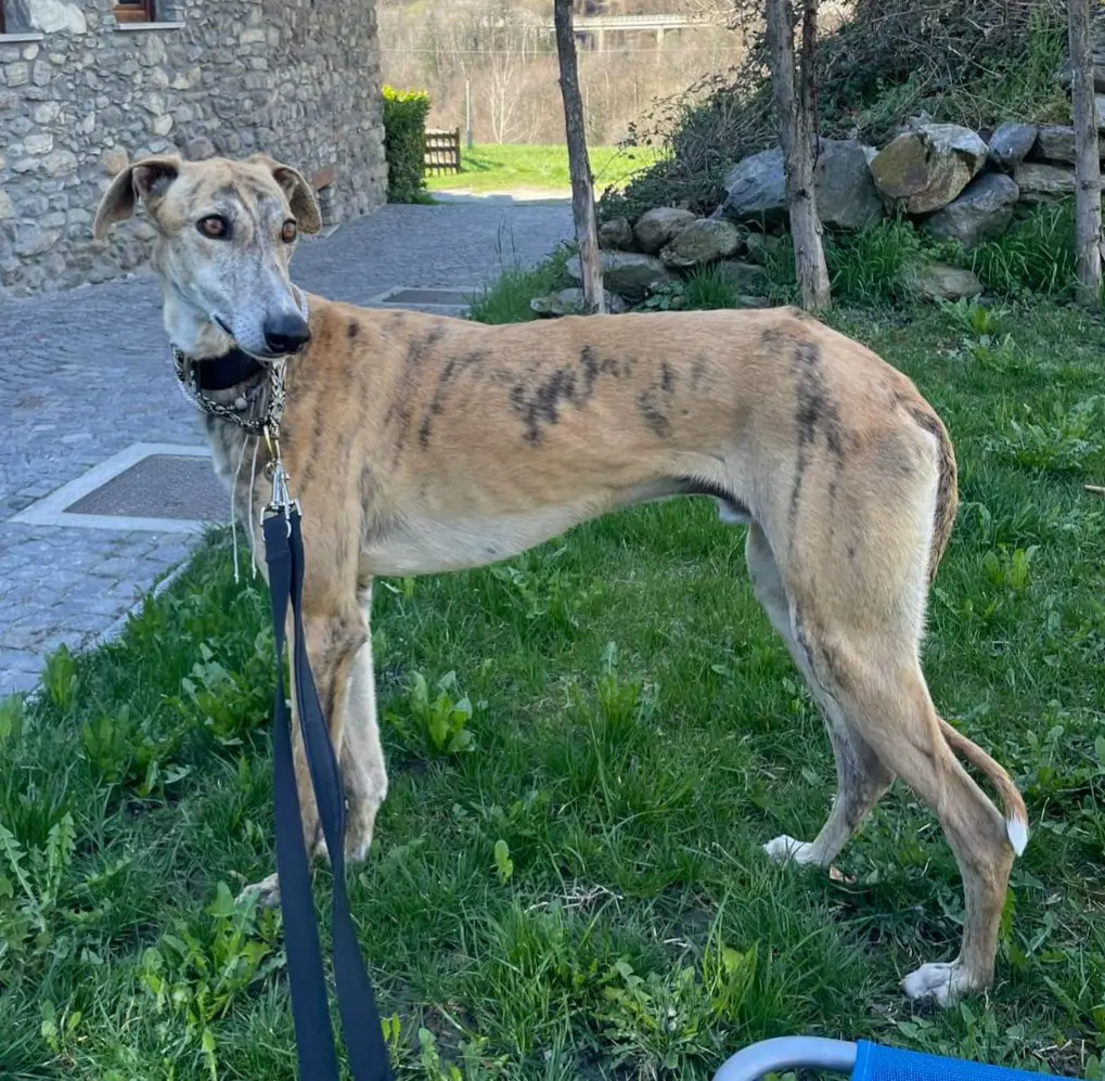 cane reunited    Roisan Thor