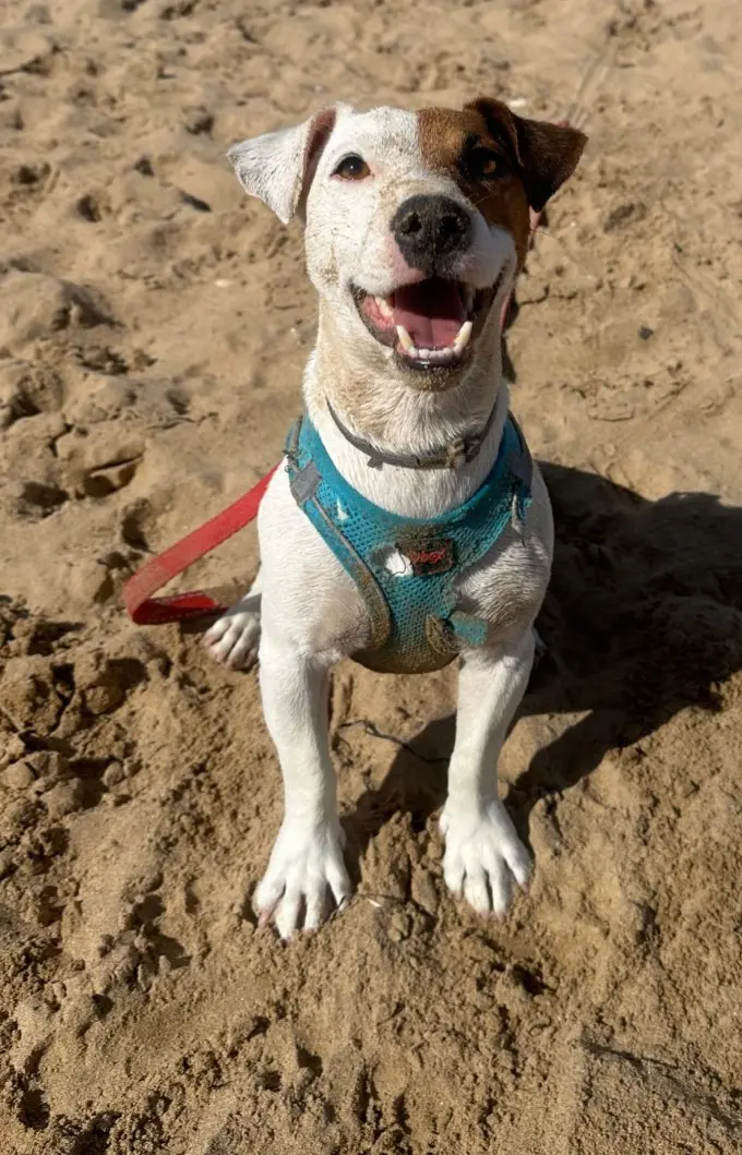 cane reunited   92100 Agrigente Tommy