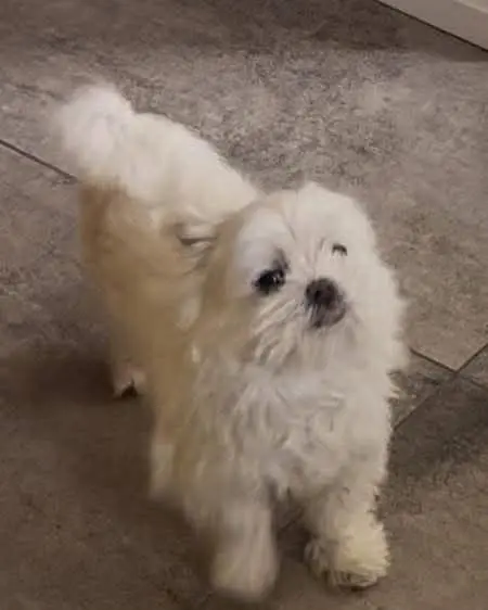 cane reunited    Jesi Ares