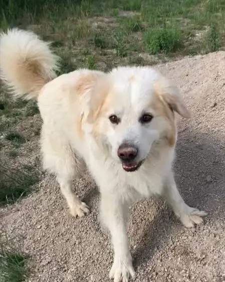 cane reunited  Via Ostra Vetere 60026 Marcelli Argo