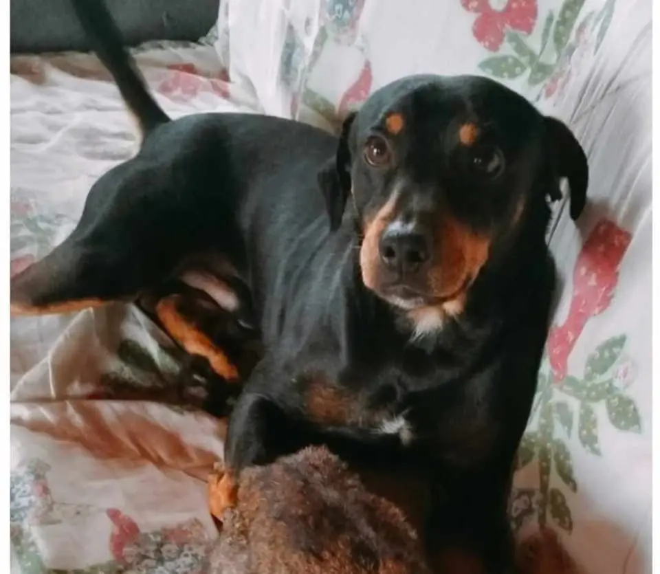 cane reunited    Jesi Rex