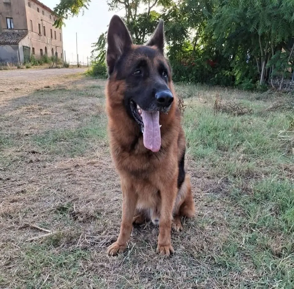 cane reunited   60022 Castelfidardo Rio