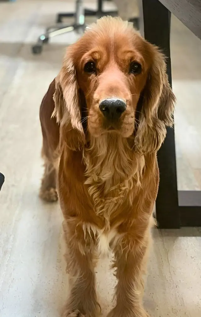 cane reunited    Cortona Tango