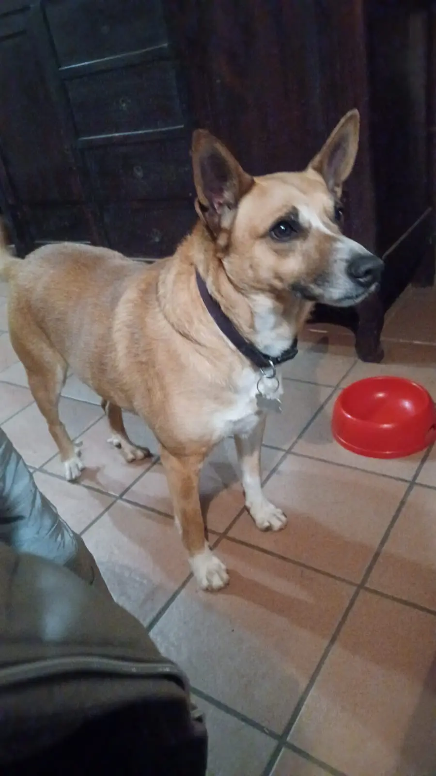 cane reunited   14055 Costigliole d'Asti Peppino