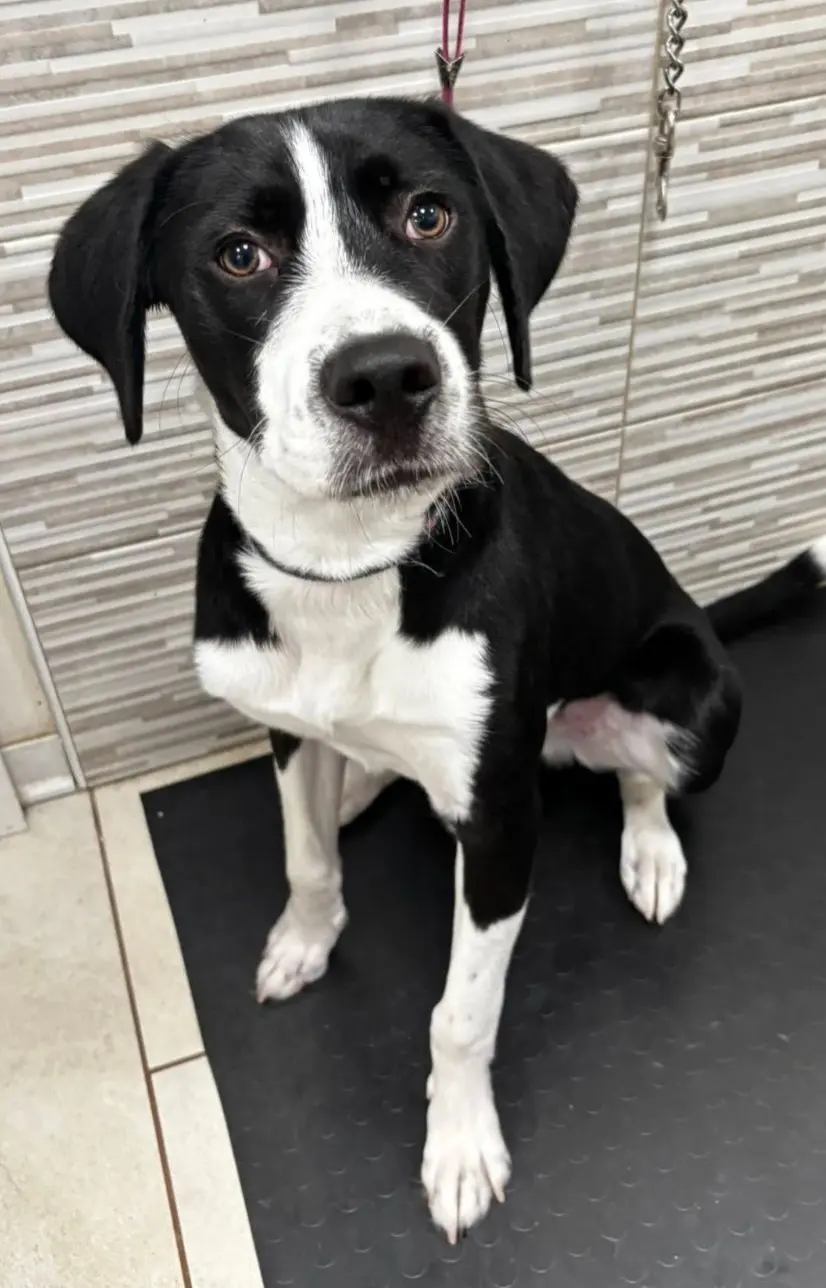 cane reunited   24121-24129 Bergame Oreo