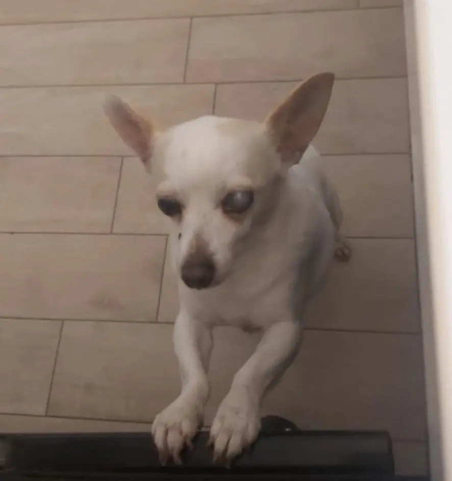 cane reunited   24059 Urgnano Dea