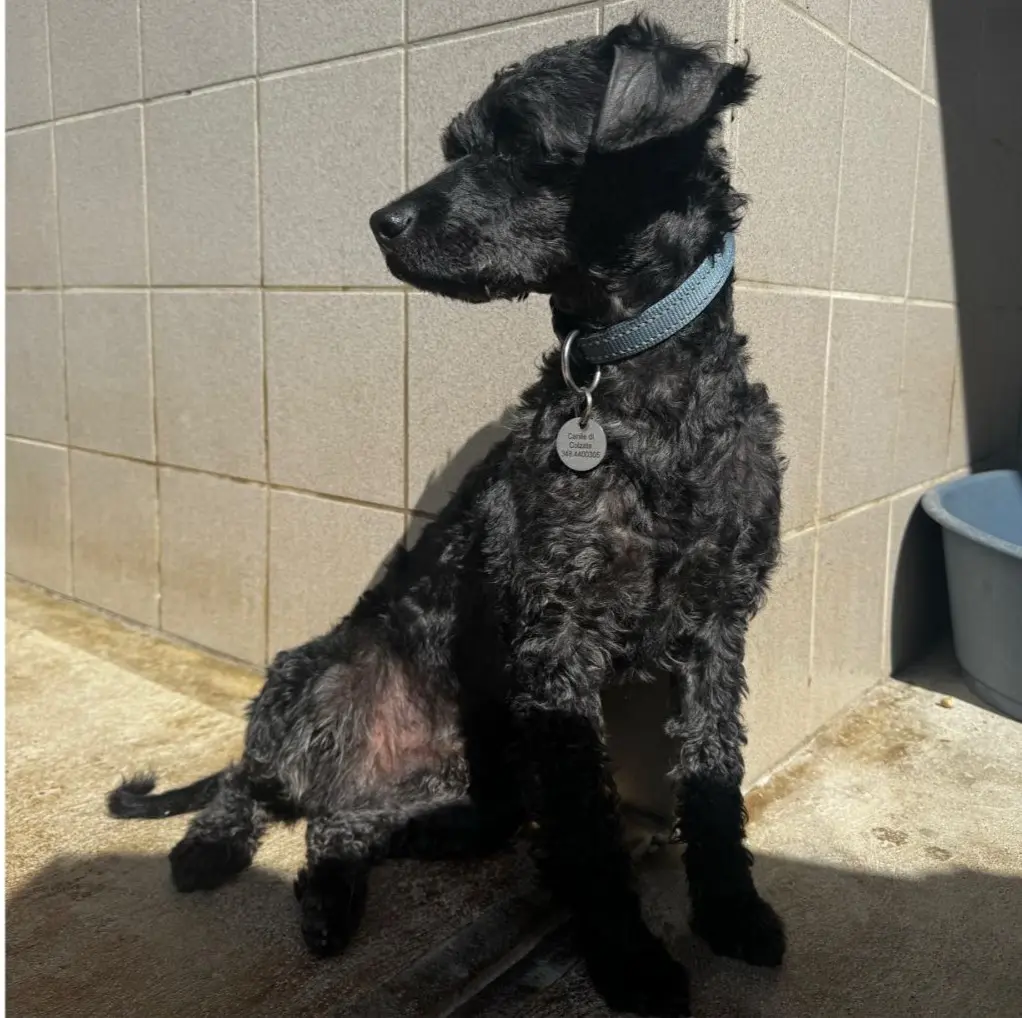 cane reunited   24020 Villa di Serio Elvis