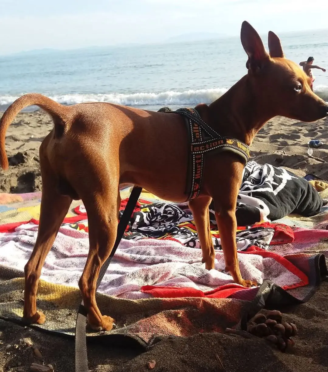 cane reunited   24040 Stezzano Golia