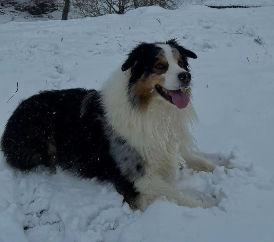 cane reunited   24024 Gandino Malto