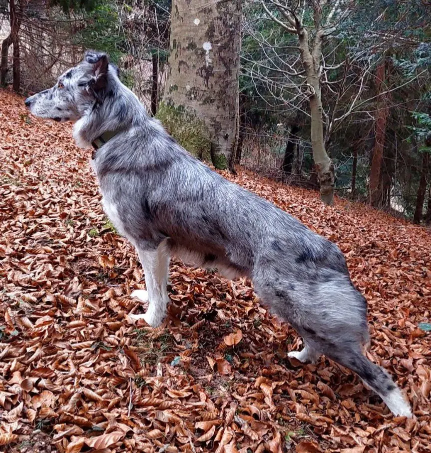 cane reunited   24010 Costa Serina Pepe