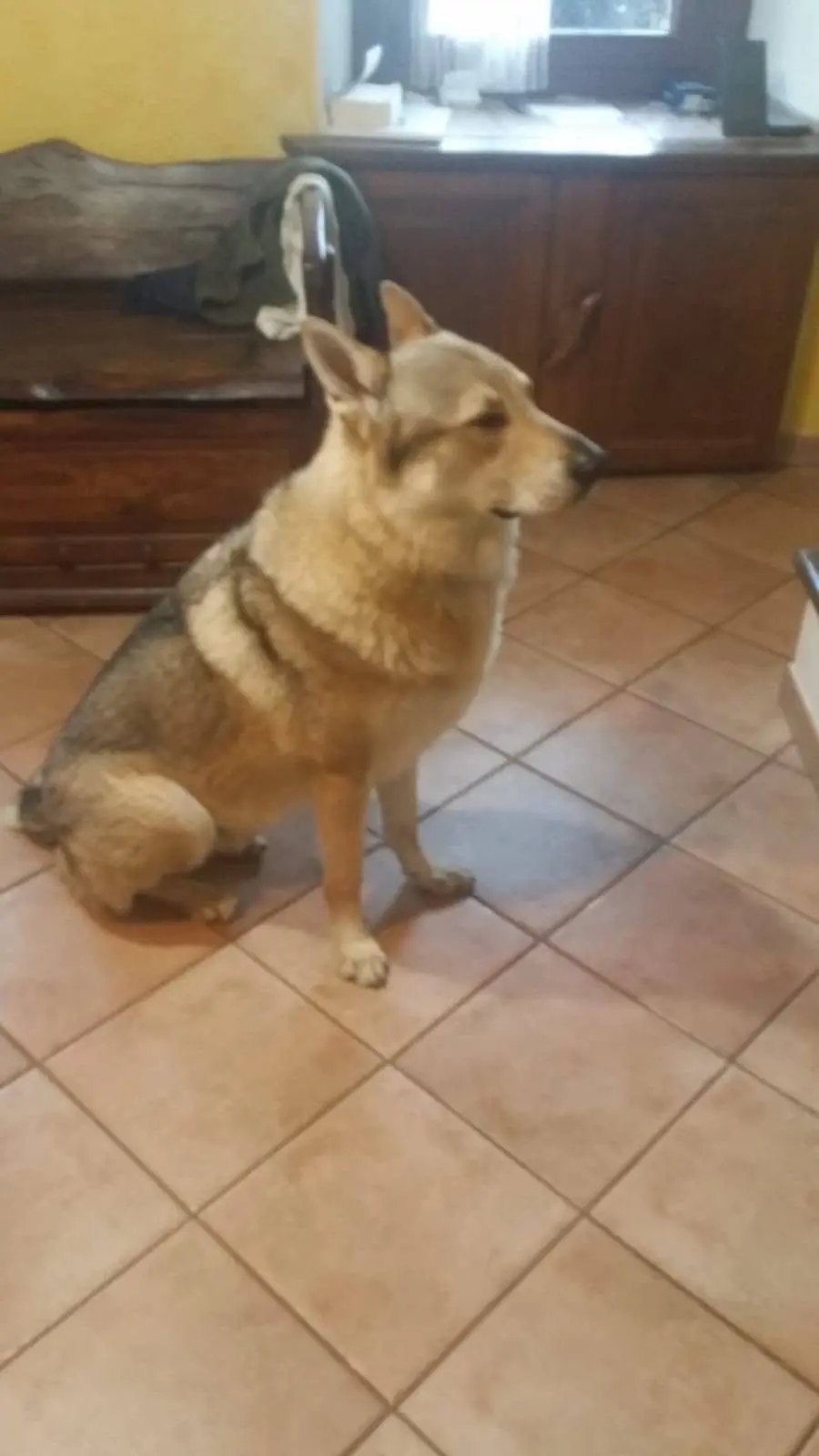 cane reunited   13900 Bielle Asso