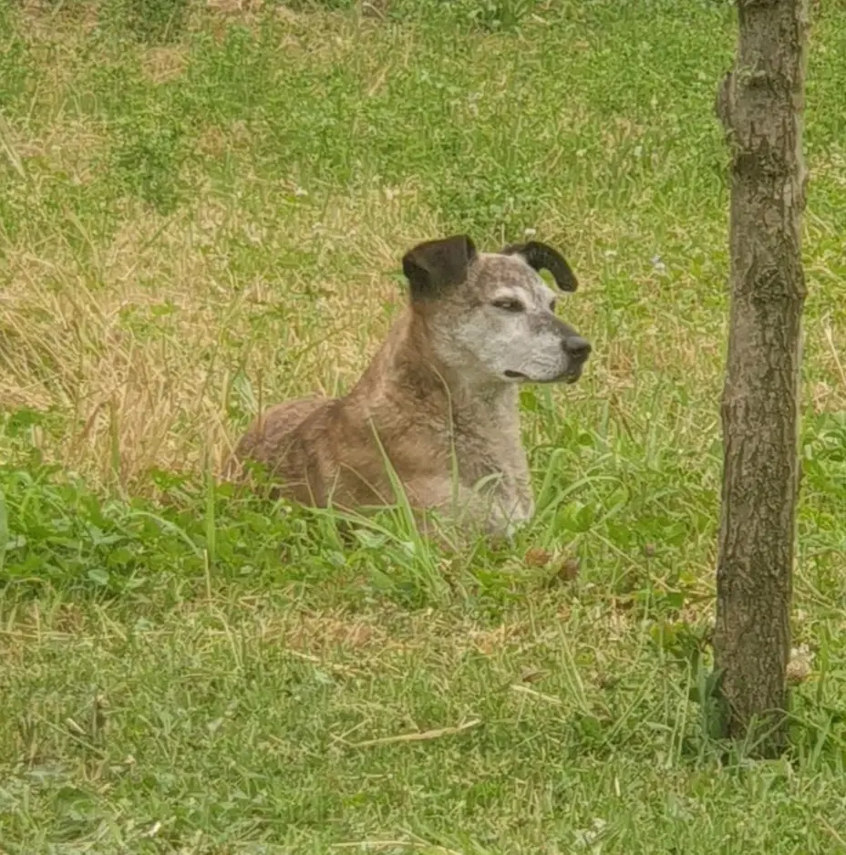 cane reunited   25020 Flero Billo