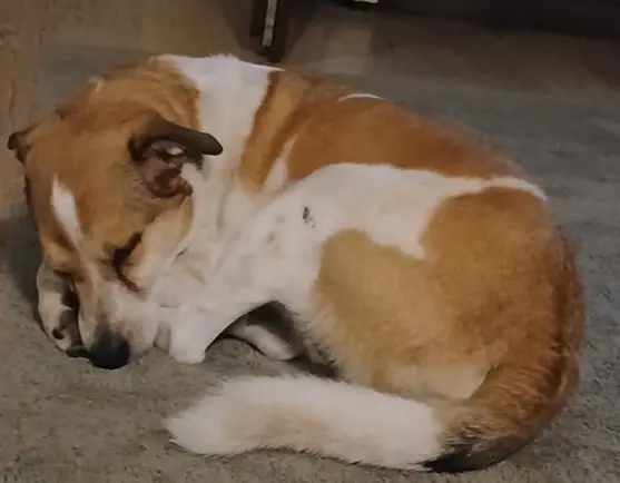 cane reunited   25064 Gussago Biscotto