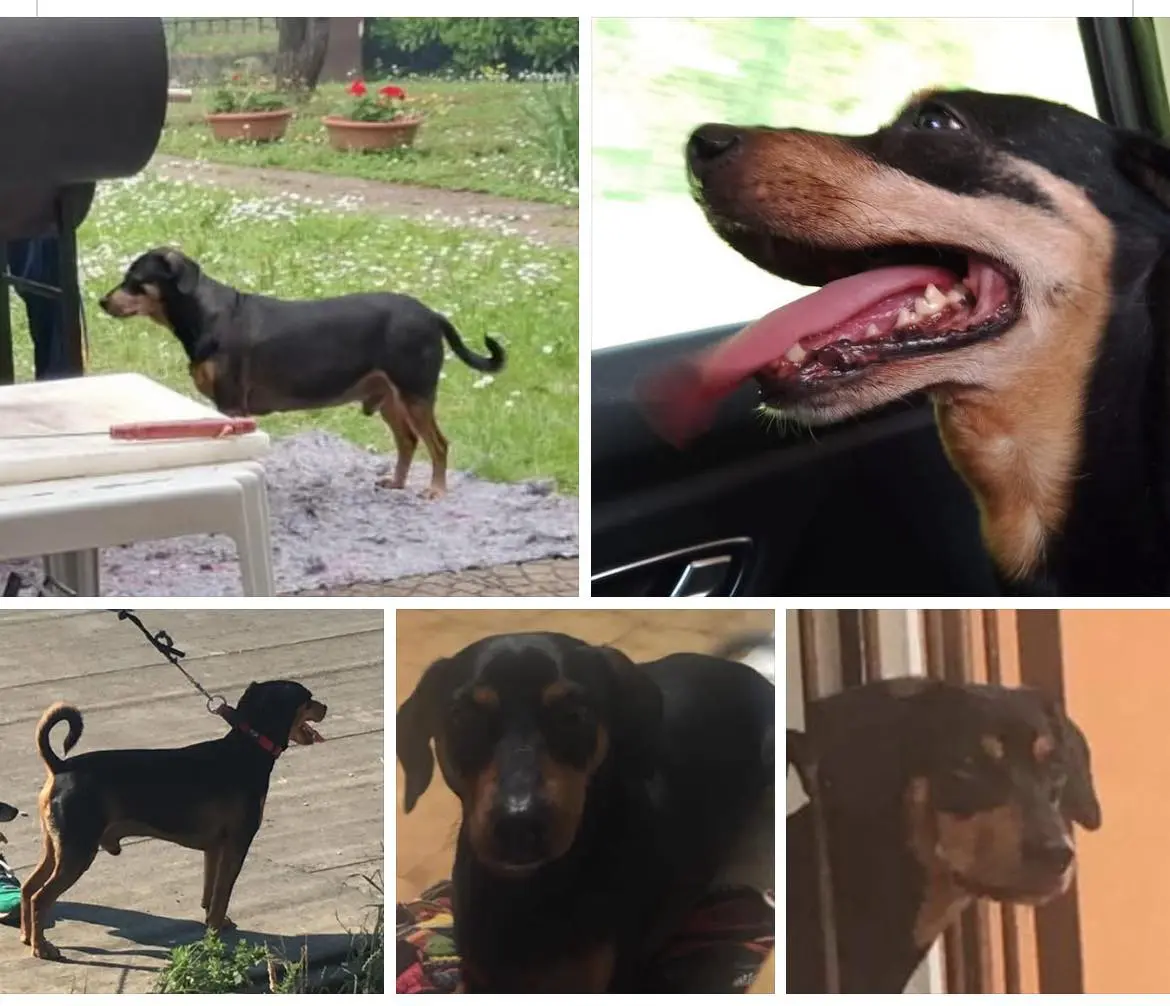 cane reunited   25121-25136 Brescia Billy