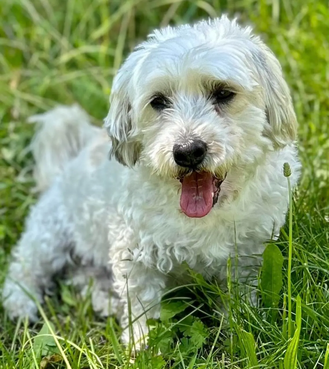 cane reunited   25040 Malonno Ciuff