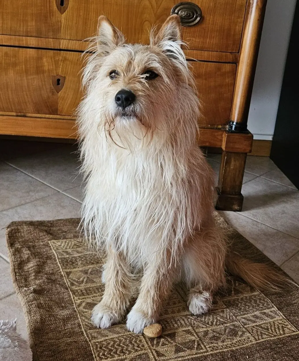 cane reunited   25049 Iseo Geyser