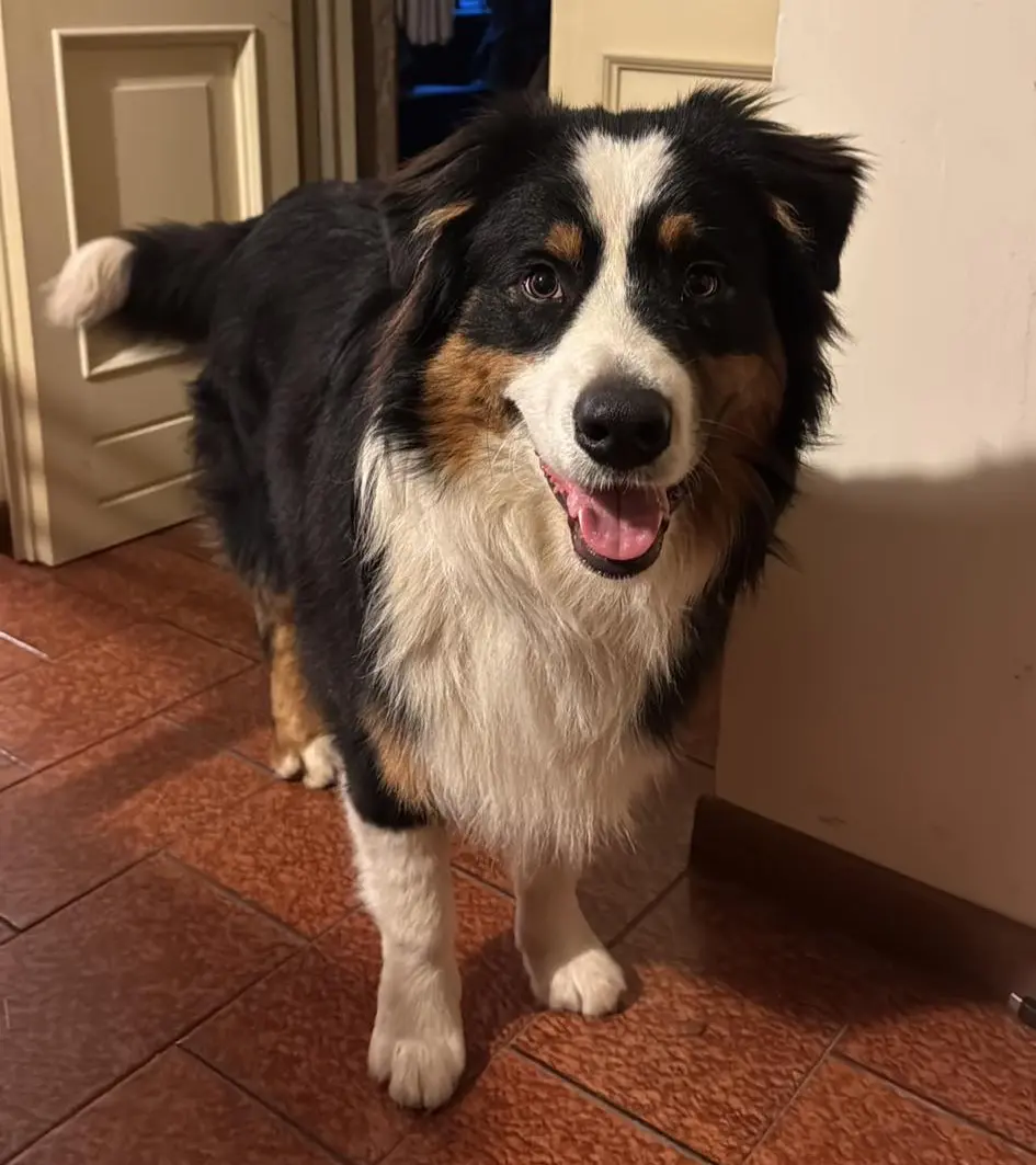 cane reunited   25079 Vobarno Hiro