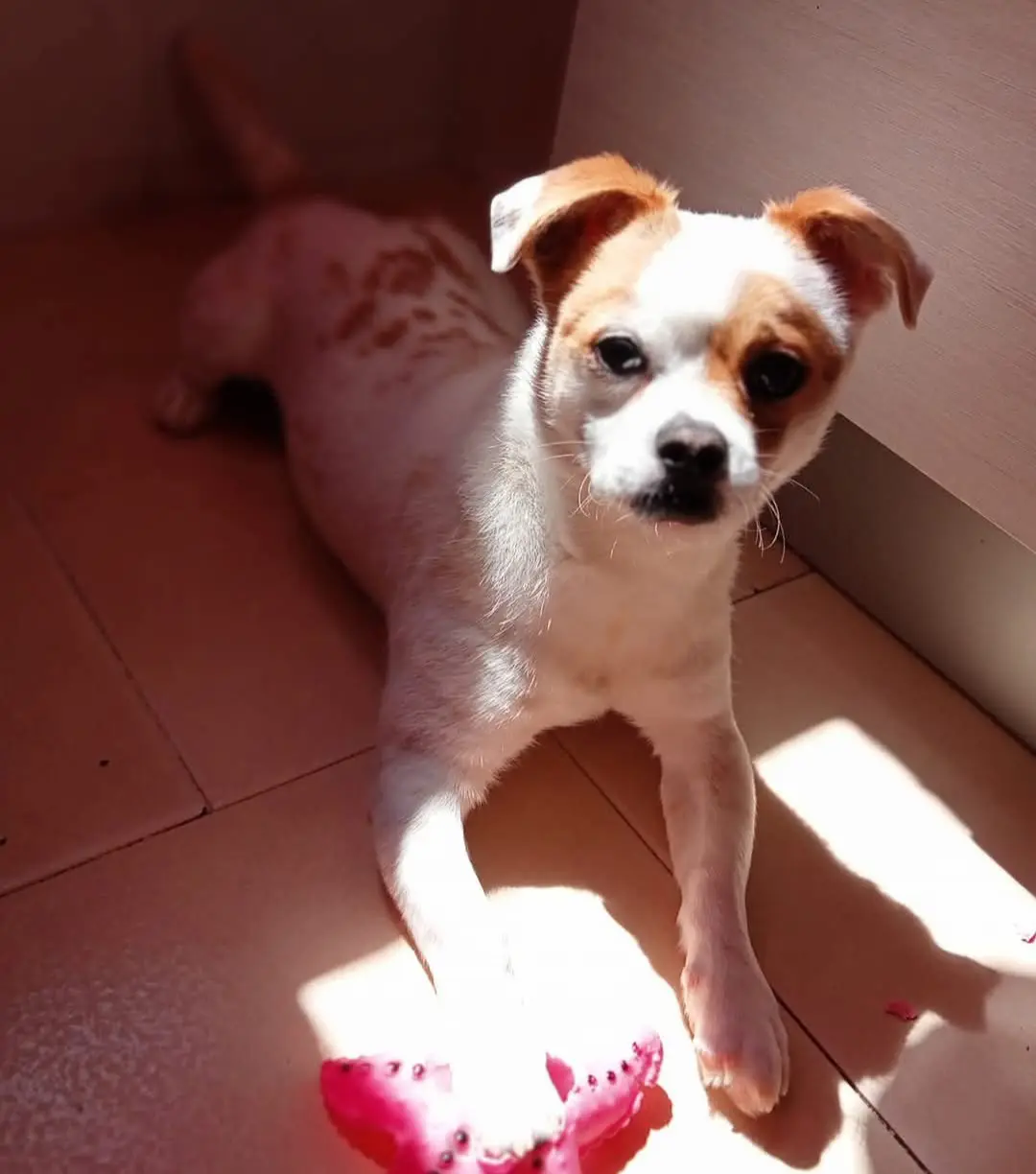 cane reunited   09042 Paùli/Monserrato Bingo