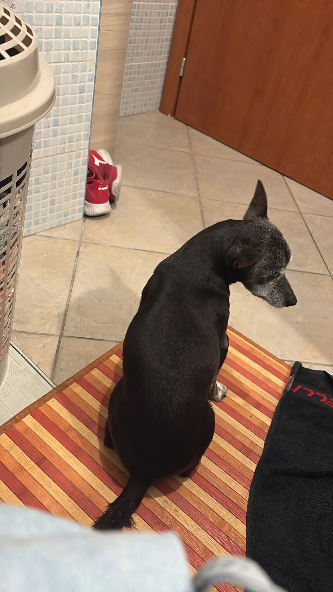 cane reunited    Cagliari Frodo