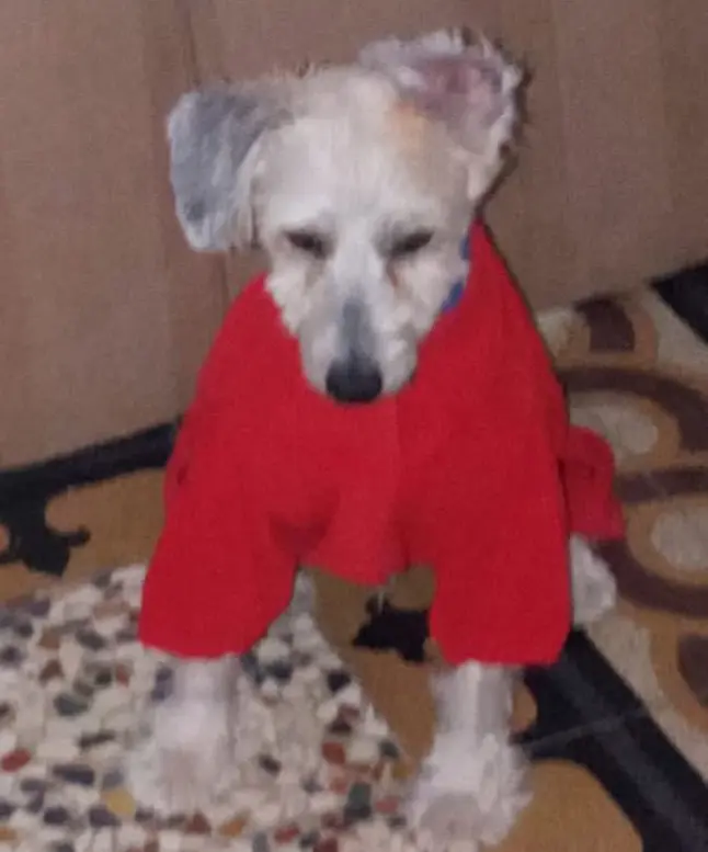 cane reunited    Cagliari Giotto