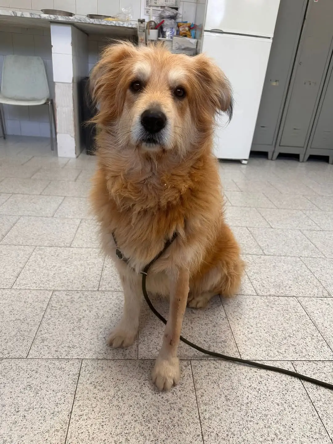 cane reunited    Cagliari Magic