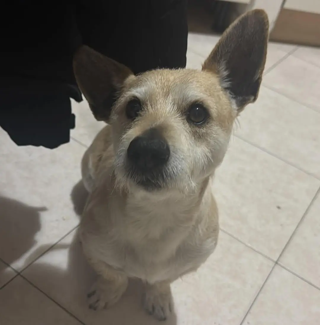 cane reunited    Cagliari Tyson