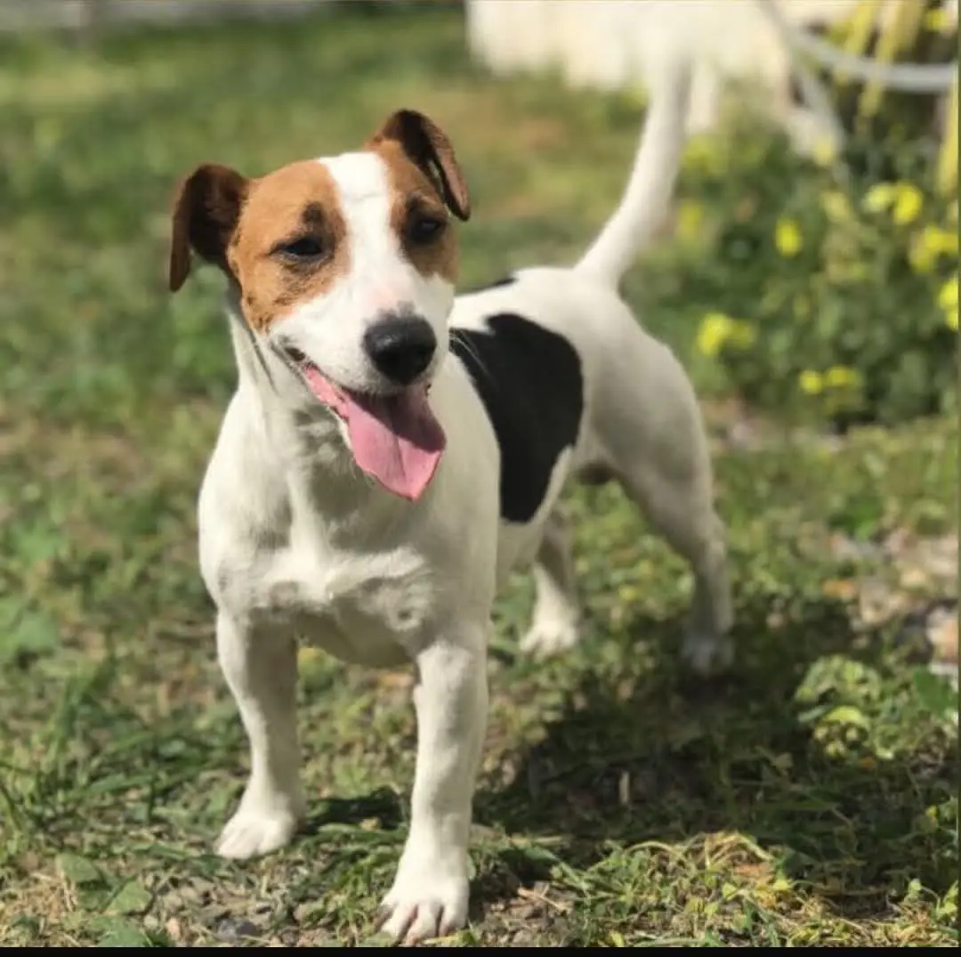 cane reunited   09032 Assèmini/Assemini Milo