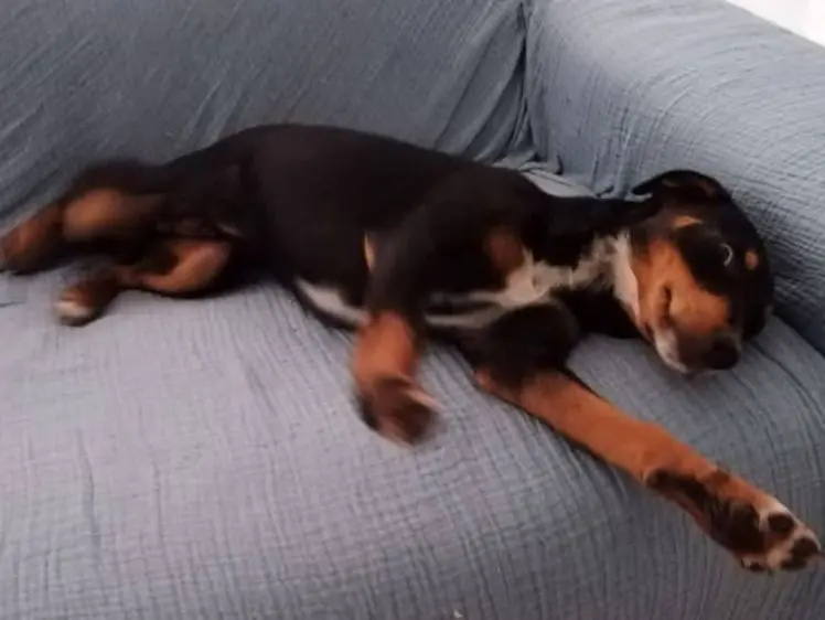 cane reunited   09045 Quartu Sant'Aleni/Quartu Sant'Elena Nepal