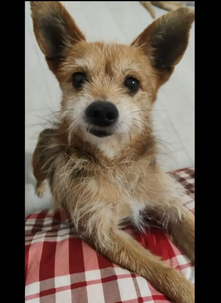 cane reunited   09032 Assèmini/Assemini Orso