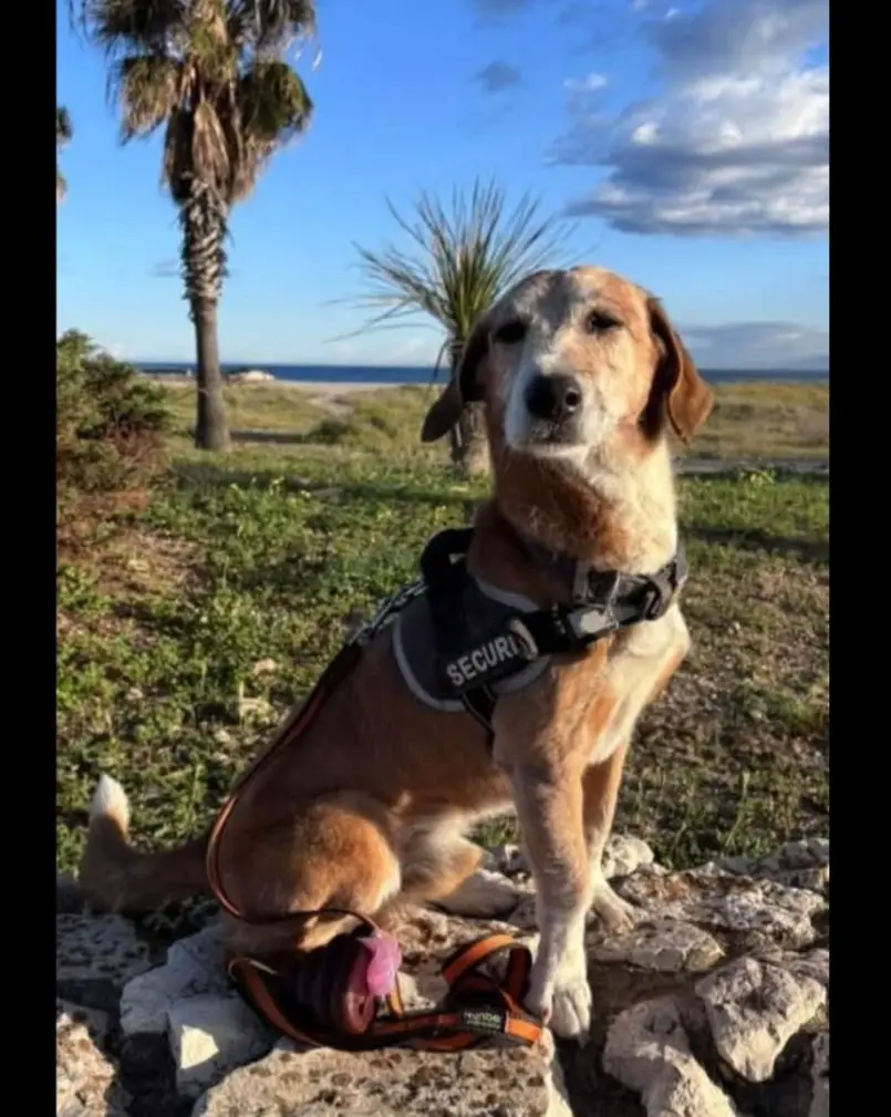 cane reunited   09032 Assèmini/Assemini Rollo