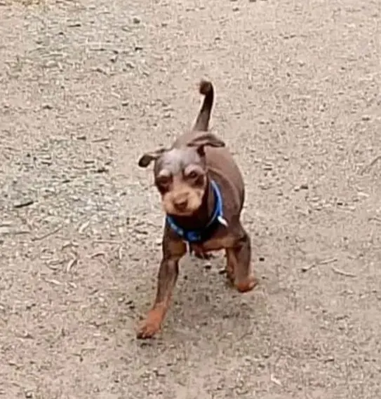 cane reunited   09060 Sètimu/Settimo San Pietro Teo