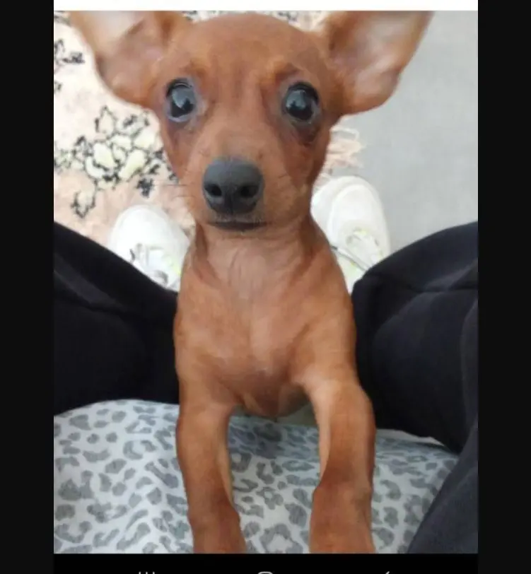 cane reunited   09047 Ceraxus/Selargius Whisky