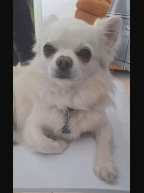 cane reunited   09060 Sètimu/Settimo San Pietro Yoshi