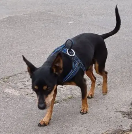 cane reunited   09044 Quartùcciu/Quartucciu Zac