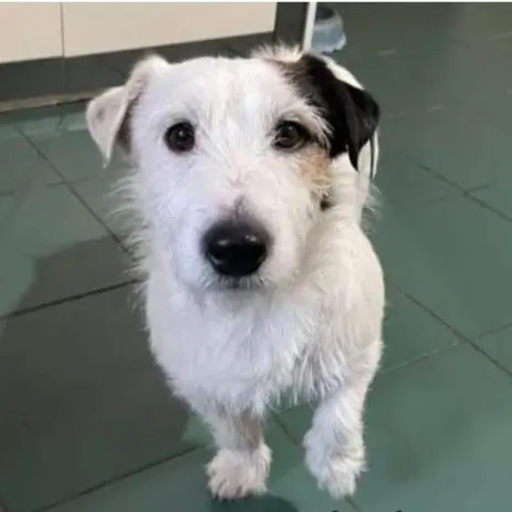 cane reunited    Beregazzo con Figliaro Chico