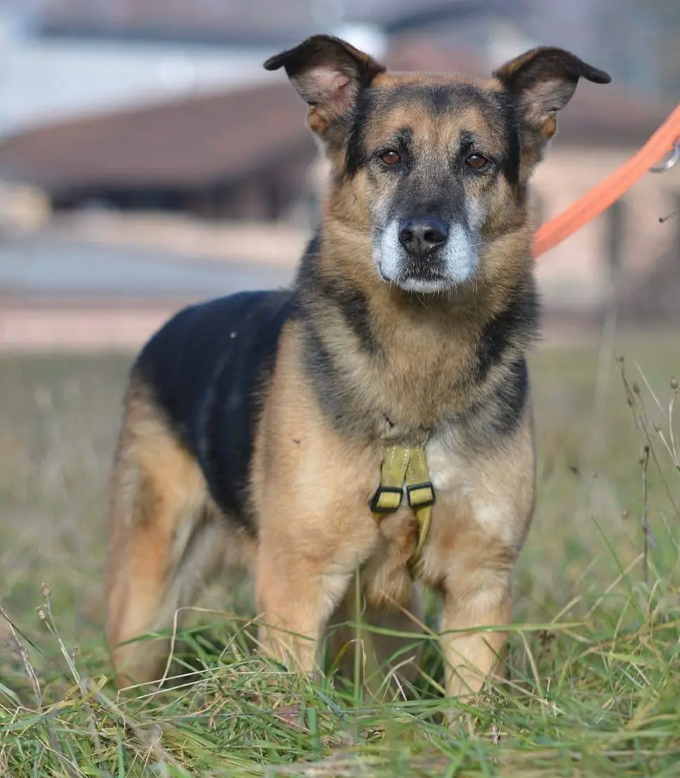 cane reunited   22100 Côme Adone