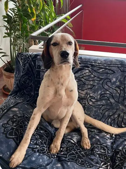 cane reunited   95022 Aci Catena Tao