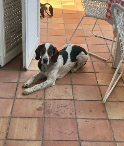 cane reunited   95022 Aci Catena Toto