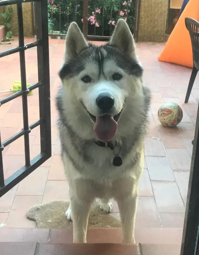 cane reunited    Bagno a Ripoli Byron