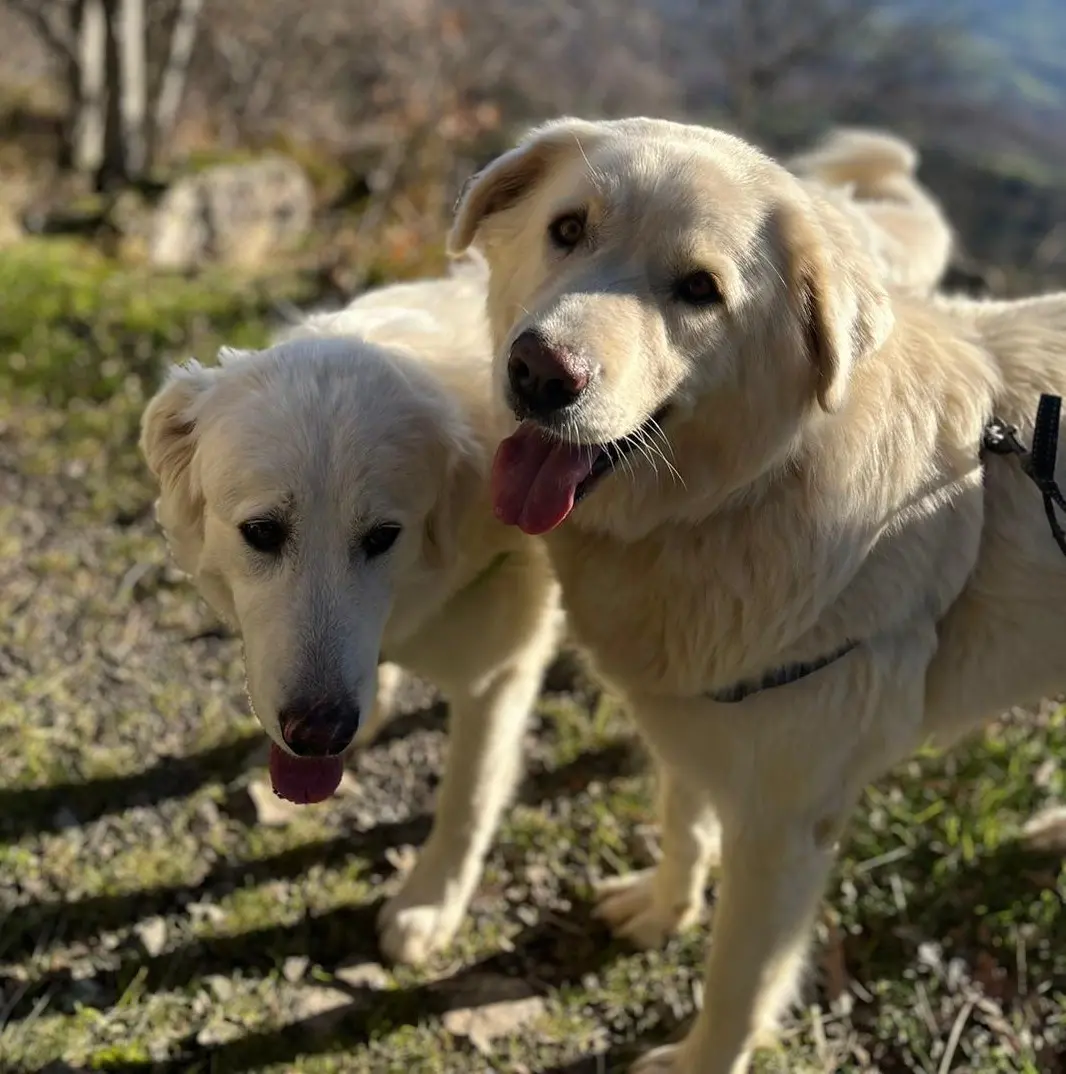 cane reunited   50031 Barberino di Mugello Thor e trenta