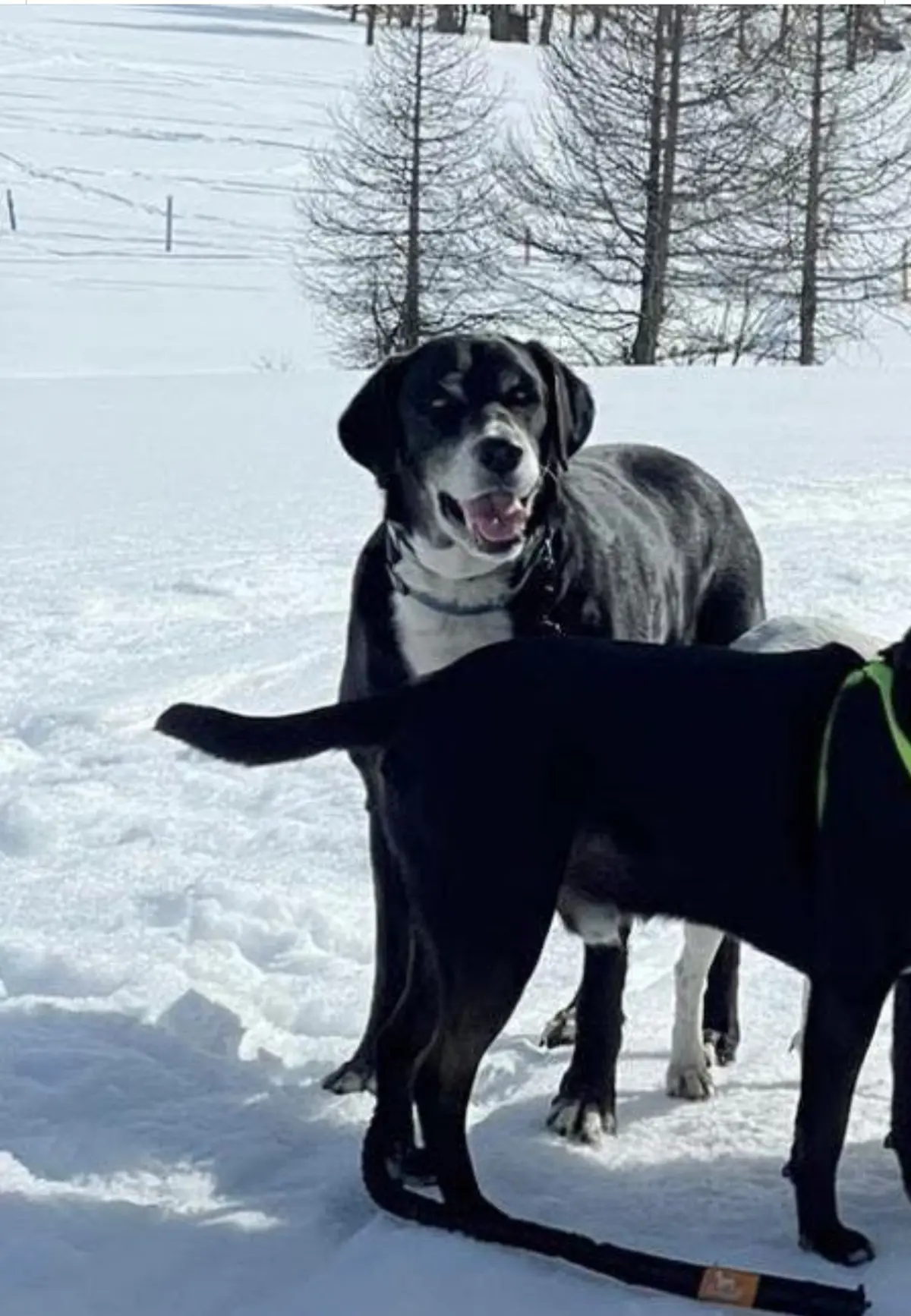 cane reunited   16035 Rapallo Caiser