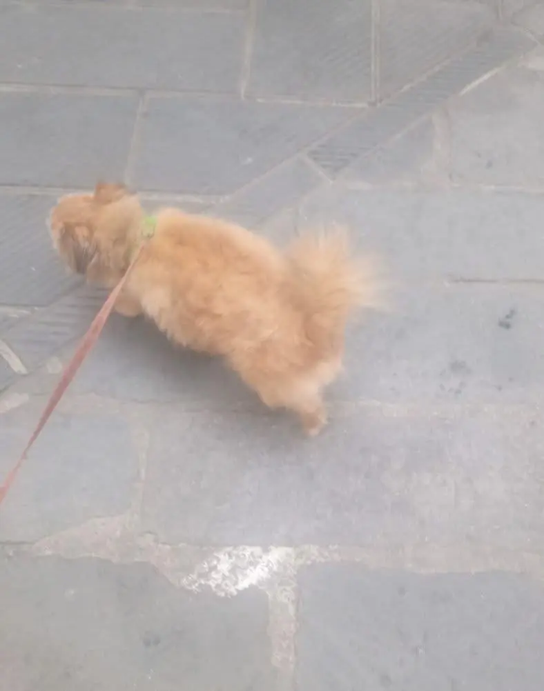 cane reunited    Gênes Chicco