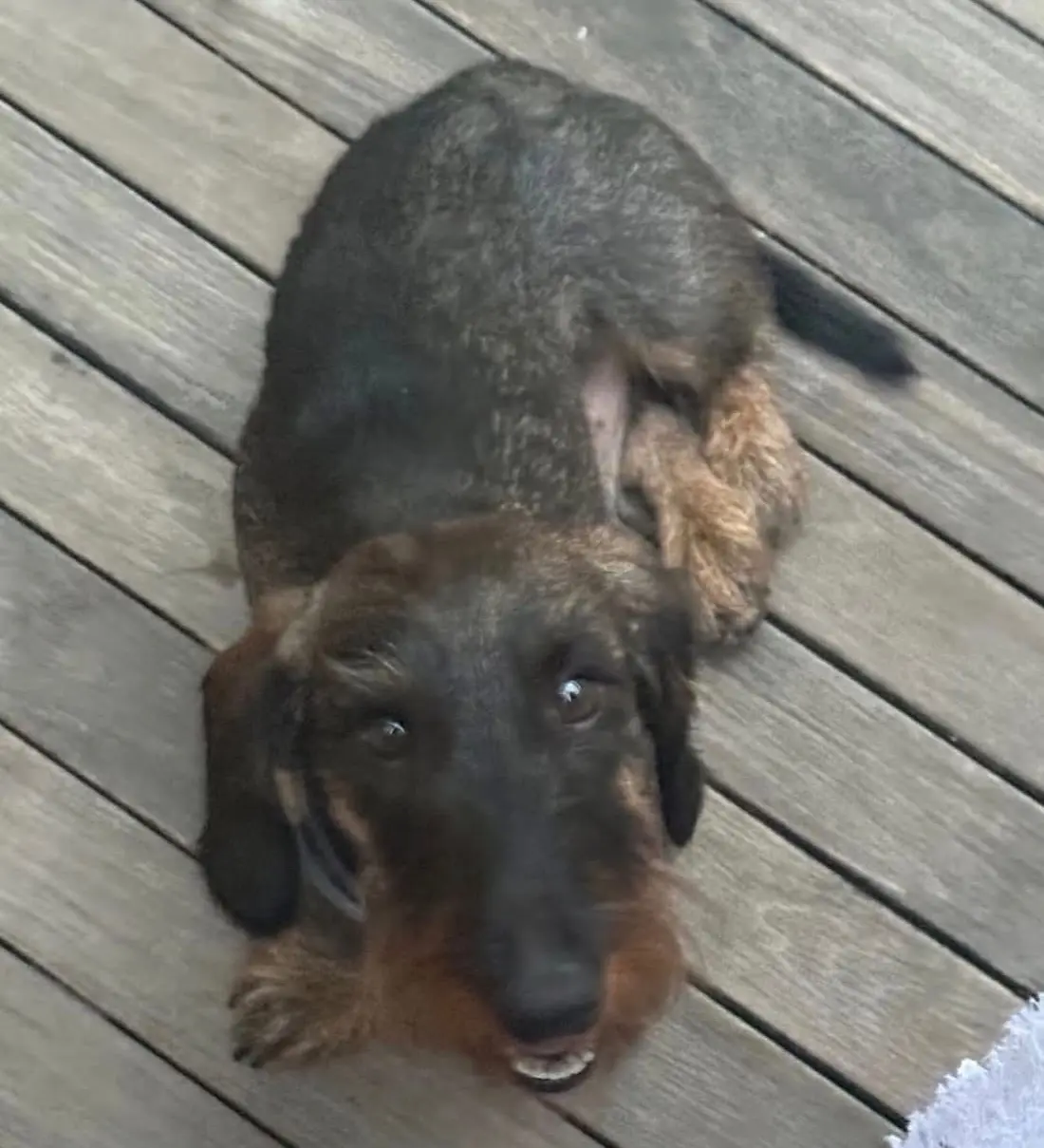 cane reunited   16043 Chiavari Nano