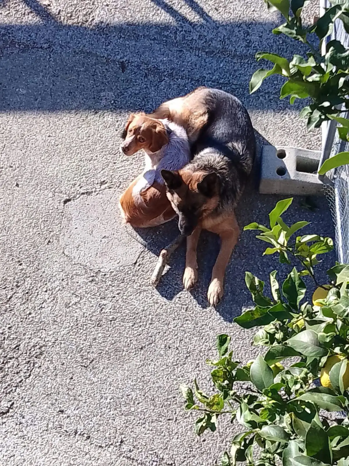 cane reunited   16014 Campomorone Tobia e dingo