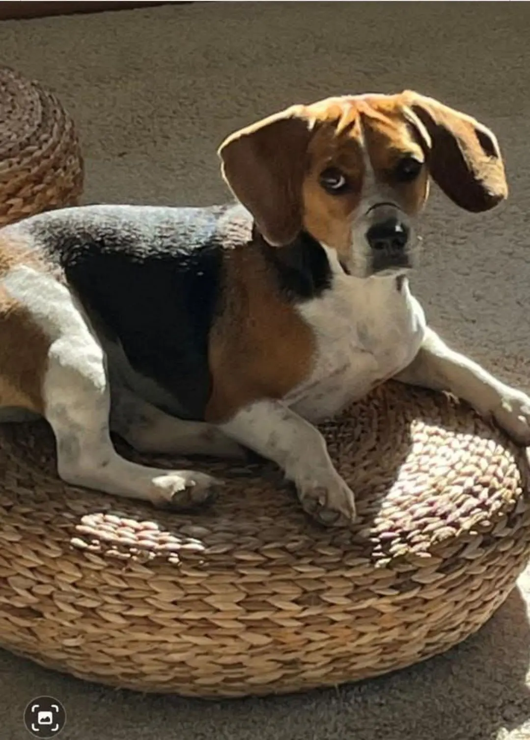 cane reunited   16038 Santa Margherita Ligure Toffee