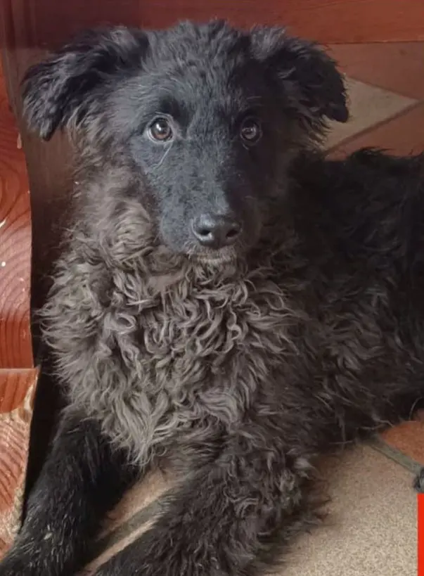 cane reunited   34077 Ronchi dei Legionari / Roncjis / Ronke Mario