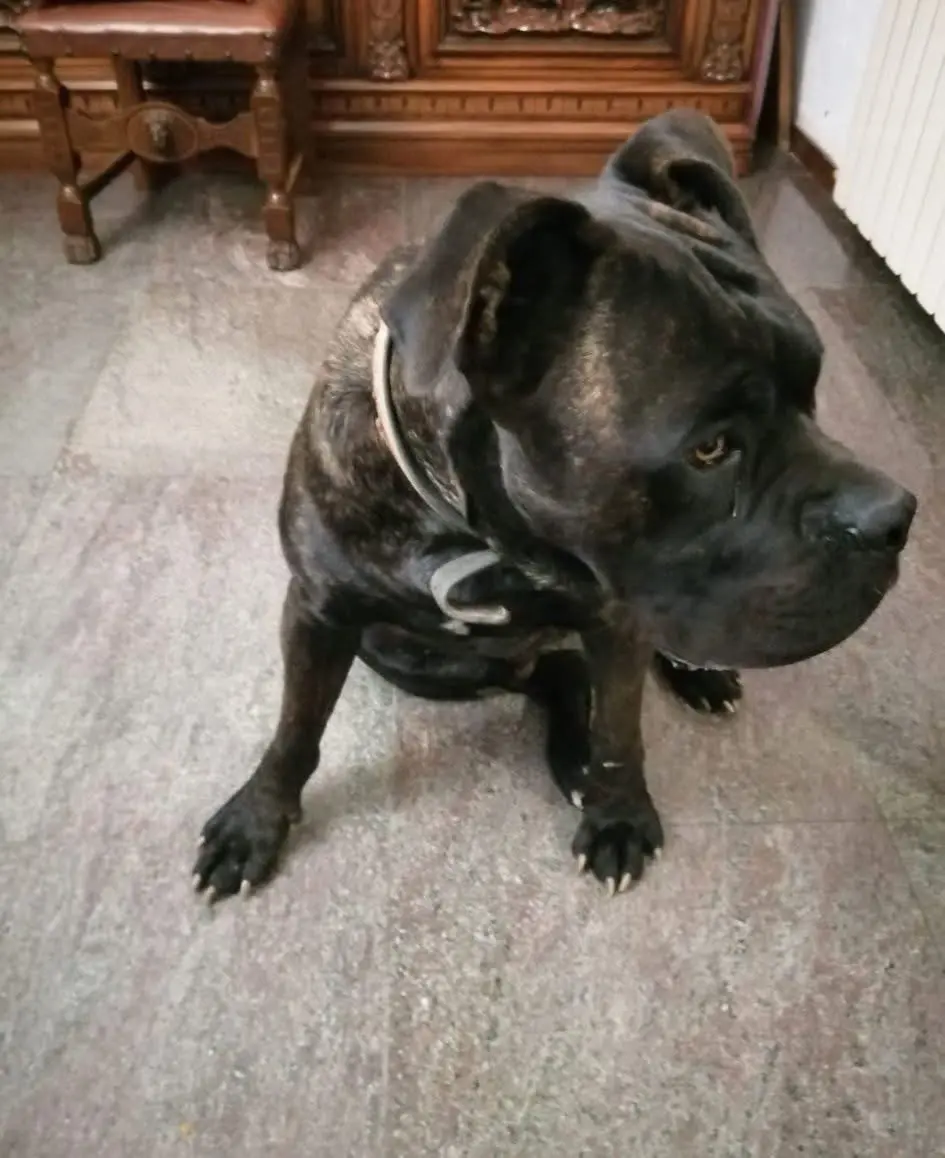 cane reunited    Diano Marina Aragon